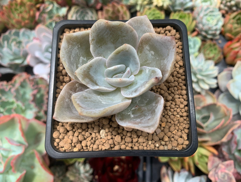 Echeveria 'Bambino 2" Succulent Plant