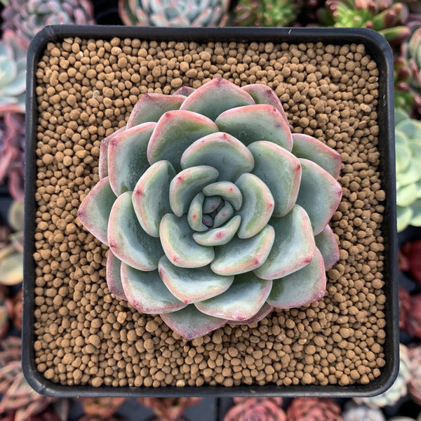 Echeveria 'Amabile' 2"-3" Succulent Plant