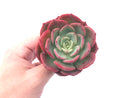 Echeveria ‘Patrisia’ 4” Rare Succulent Plant