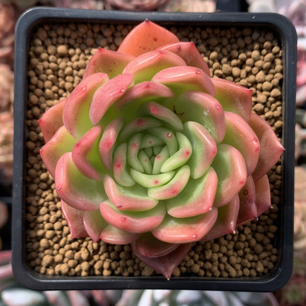 Echeveria Agavoides 'Michelo' 4" Succulent Plant