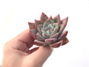 Echeveria 'Colorata' 2" Powdery Succulent Plant