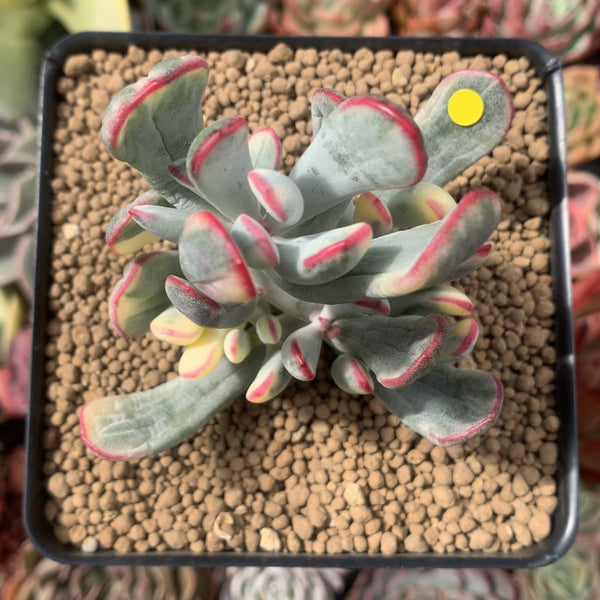 Cotyledon 'Orbiculata' Variegated 4" Succulent Plant