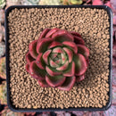 Echeveria Agavoides 'Callisto' 3" Succulent Plant