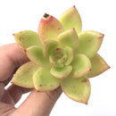 Echeveria Agavoides 'Ringo Star' 2"-3" Succulent Plant