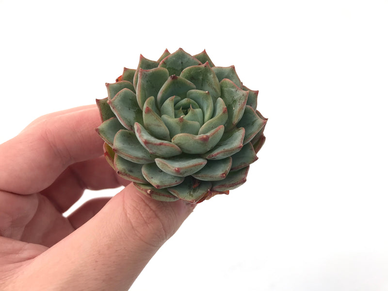 Echeveria sp. 1" Seedling Succulent Plant