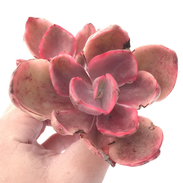 Echeveria 'Golden State' Variegated Double Head 3" Succulent Plant