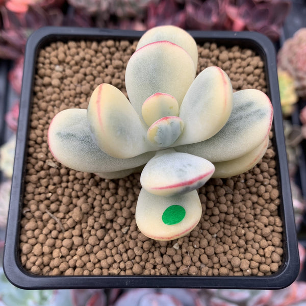 Cotyledon 'Orbiculata' Variegated 3" Succulent Plant