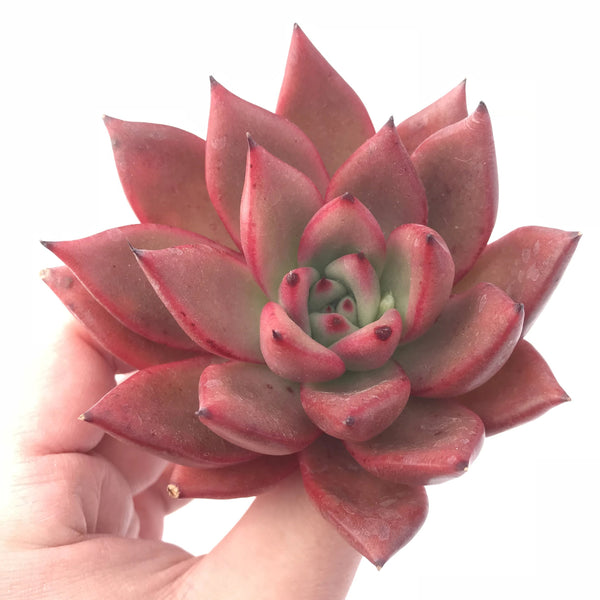 Echeveria Agavoides Mundy 4” Rare Succulent Plant