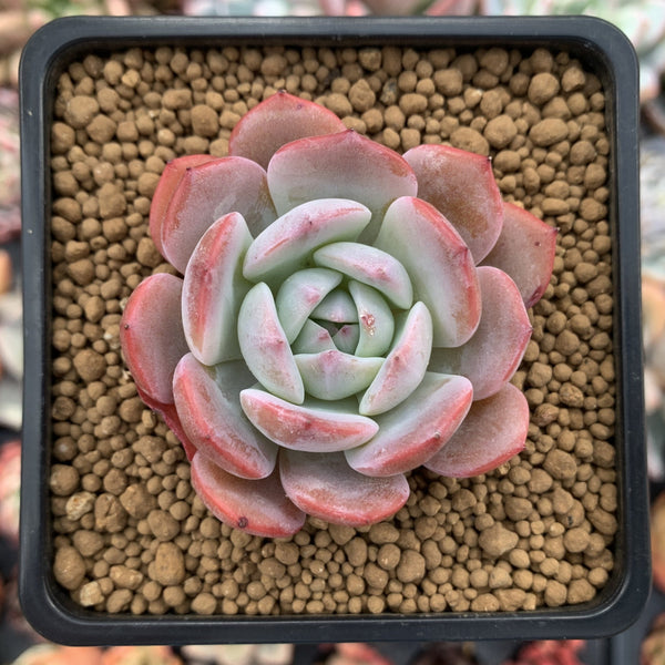 Echeveria 'Horizon' 2" Succulent Plant