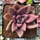 Graptoveria 'Ruby Donna' 3" Succulent Plant