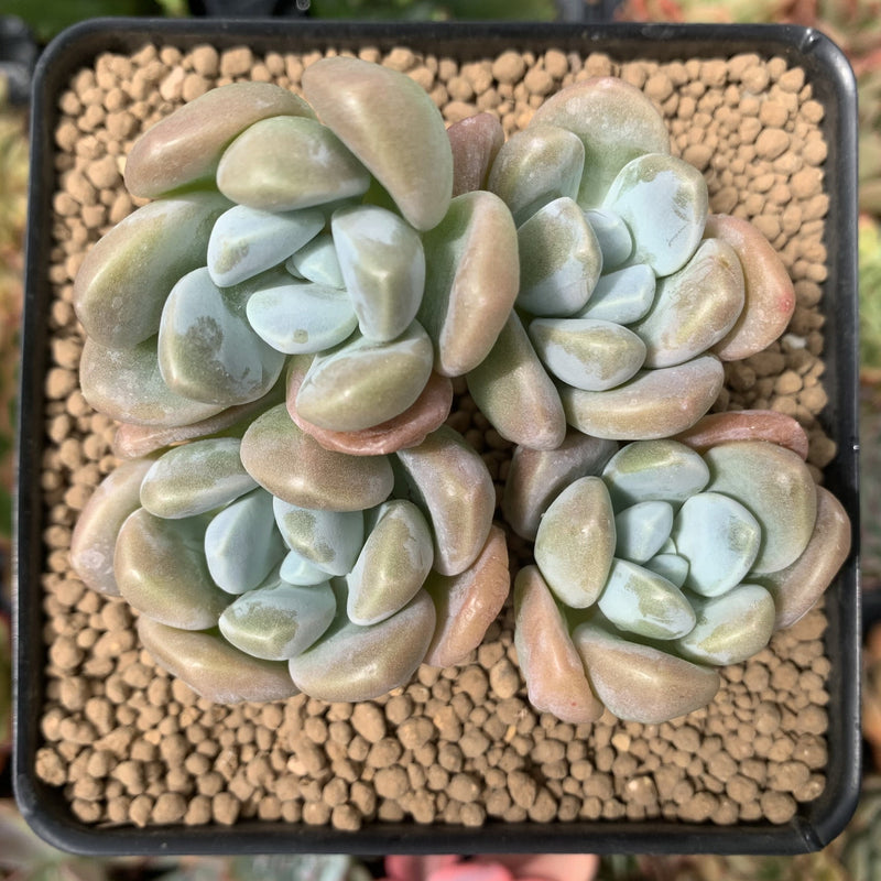 Pachyphytum 'Mureleri' 3"-4" Cluster Succulent Plant