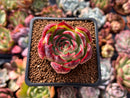 Echeveria 'Amore' 2” Succulent Plant