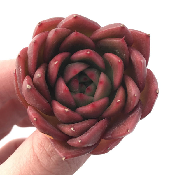 Echeveria Agavoides 'Cagliari' 1" Succulent Plant