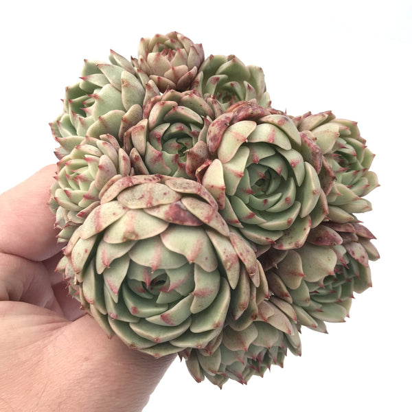 Echeveria 'Ben Badis' Large Cluster 5” Succulent Plant