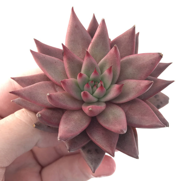 Echeveria Agavoides 'Sirus' 3" Succulent Plant