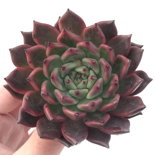 Echeveria Agavoides 'Golden Bear' 3" Succulent Plant