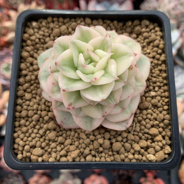 Sedeveria 'Rolly' Variegated 2"-3" Succulent Plant