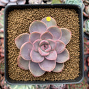 Echeveria Agavoides 'Tinkerbell' 3" Succulent Plant