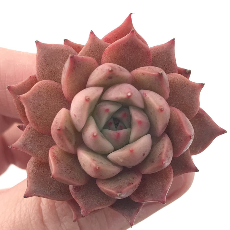 Echeveria 'Jelly Peach' Small 1" Succulent Plant