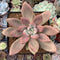 Graptoveria 'Ruby Donna' 3" Succulent Plant