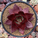 Echeveria Agavoides 'Lumming' 5" Large Succulent Plant