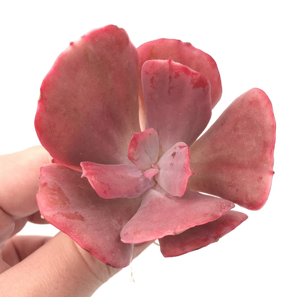 Echeveria ‘Dream and Phantasm’ 3” Rare Succulent Plant