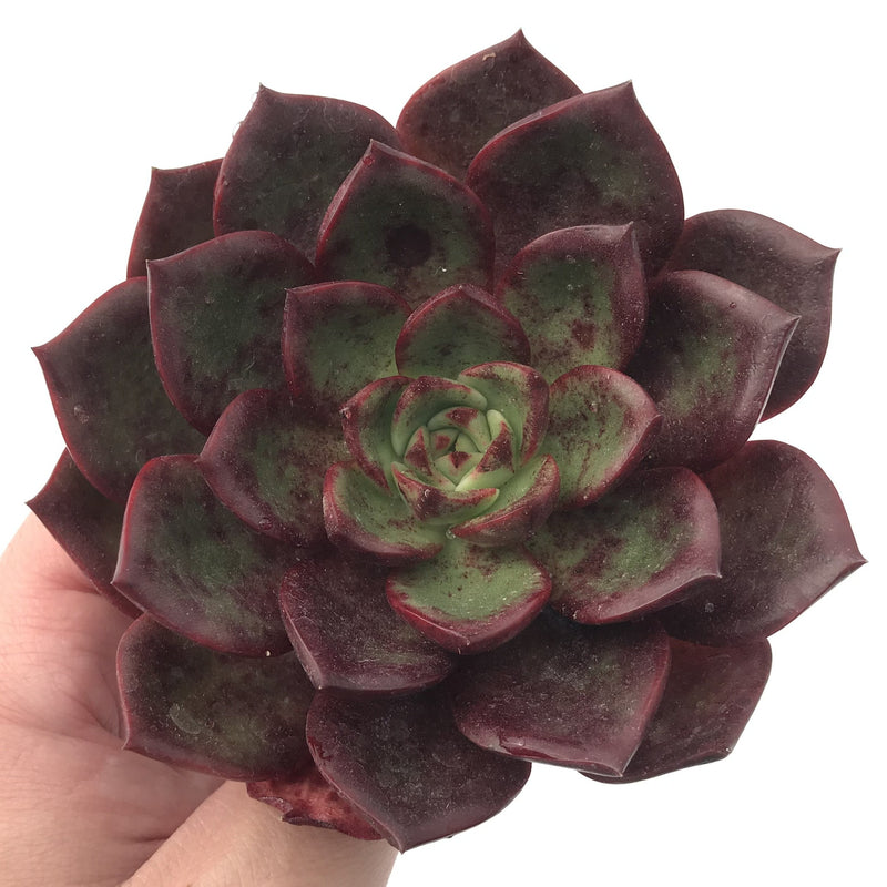 Echeveria Agavoides 'Salu' 4” Succulent Plant