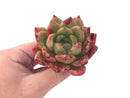 Echeveria Agavoides 'Orange Champaign' 4" Succulent Plant