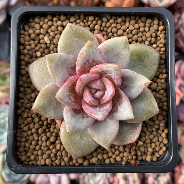 Echeveria 'German Champaign' 2" Succulent Plant