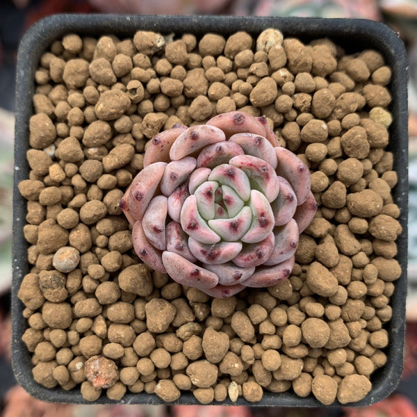 Echeveria 'Sarabony' Hybrid 1/2" Seedling Succulent Plant