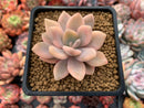 Graptoveria 'Grand Palace' Variegated 3" Succulent Plant