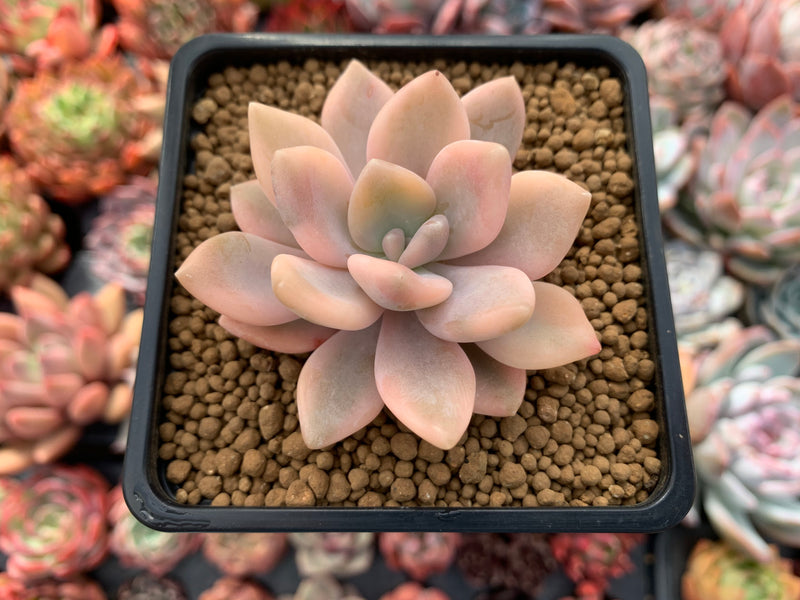 Graptoveria 'Grand Palace' Variegated 3" Succulent Plant