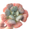 Echeveria 'Hearts Delight' 4" Succulent Plant