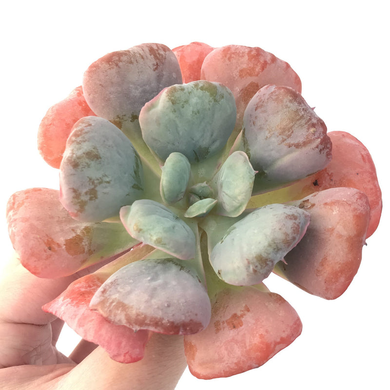 Echeveria 'Hearts Delight' 4" Succulent Plant