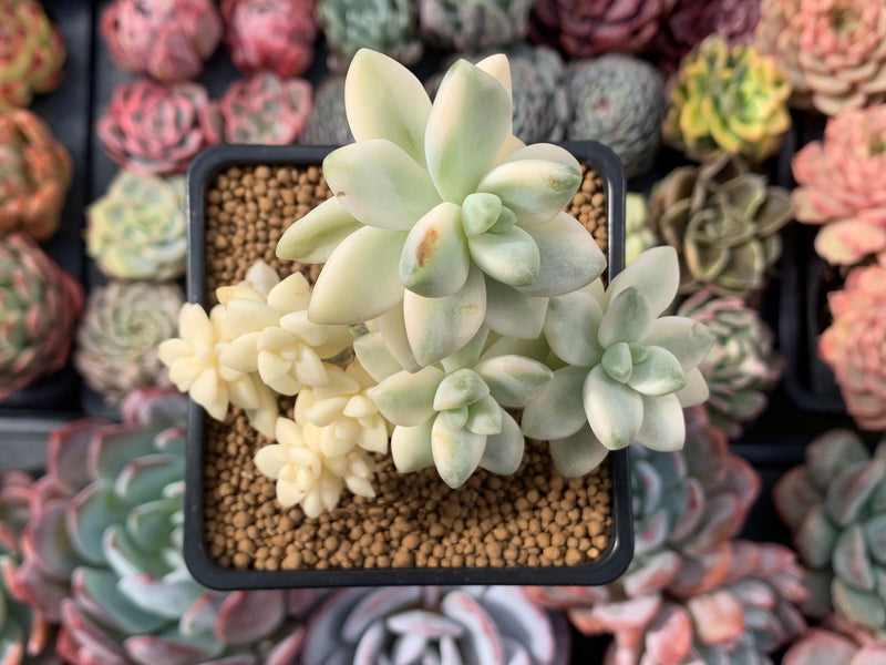 Graptoveria 'Titubans' Variegated 4" Succulent Plant