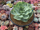 Greenovia Diplocycla 'Gigantea' 5"-6" Succulent Plant