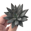 Echeveria 'Unguiculata' 3" Rare Succulent Plant