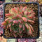 Echeveria Agavoides 'Angela Star' Cluster 3" Succulent Plant