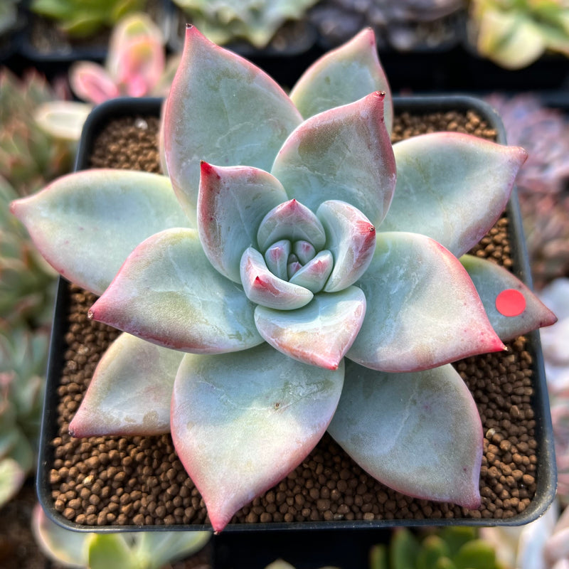 Echeveria 'Colorata' 3" Powdery Succulent Plant