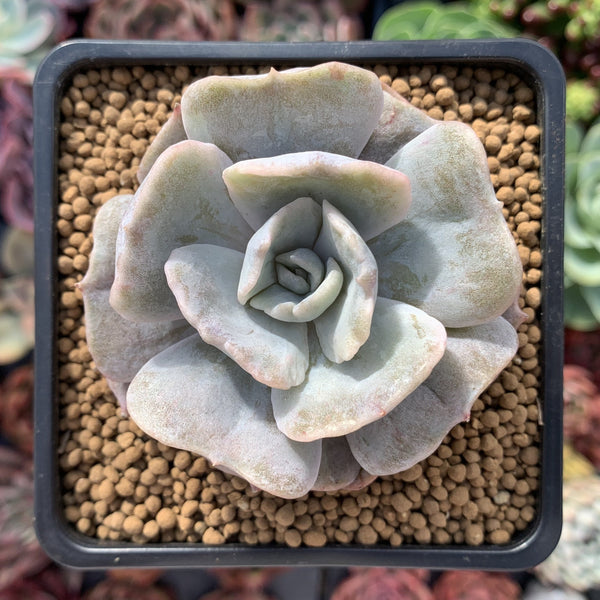 Echeveria 'Lilacina' Mutated 2" Powdery Succulent Plant