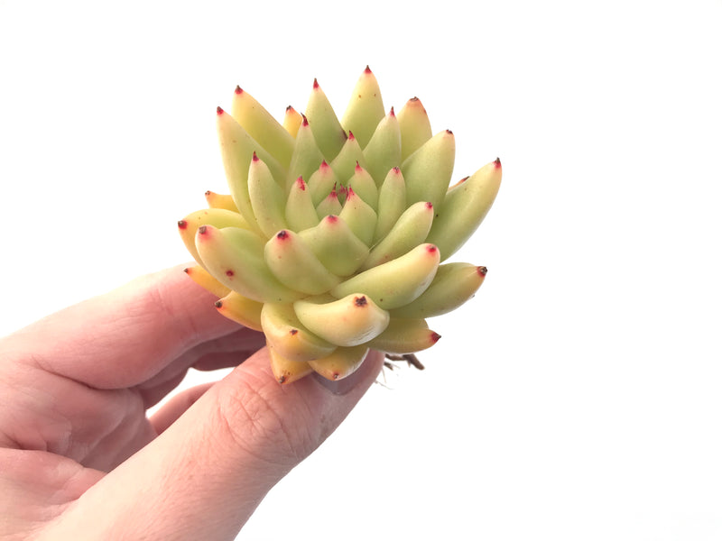 Echeveria Agavoides 'Golden Maria' 2"-3' Succulent Plant