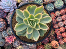 Echeveria 'Golden Glow' Variegated 5" Succulent Plant