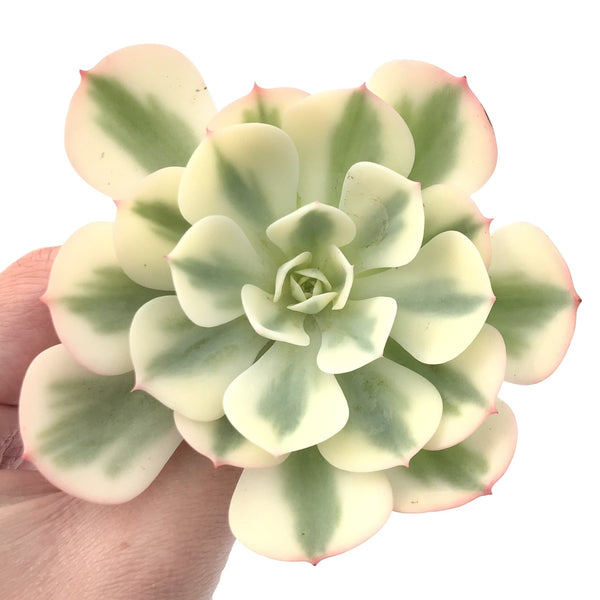 Echeveria 'Compton Carousel' Variegated 3" Succulent Plant