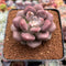 Pachyveria 'Indian Pink' 2"-3" Air Magic Hybrid Succulent Plant