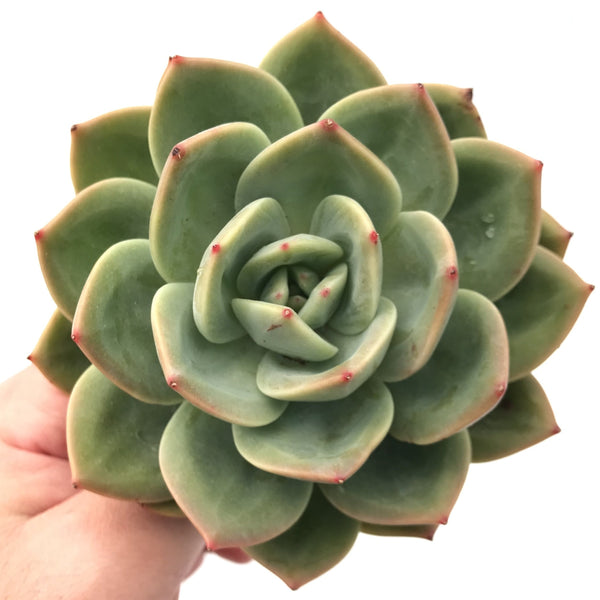 Echeveria Agavoides 'Orange Flower' 5" Rare Succulent Plant