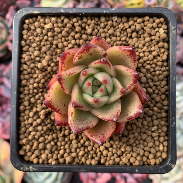 Echeveria Agavoides 'Shurin' 3" Succulent Plant