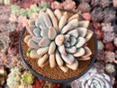 Graptoveria 'Opalina' Cluster 4" Succulent Plant