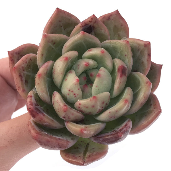 Echeveria Agavoides 'Champaign' 3"-4" Succulent Plant