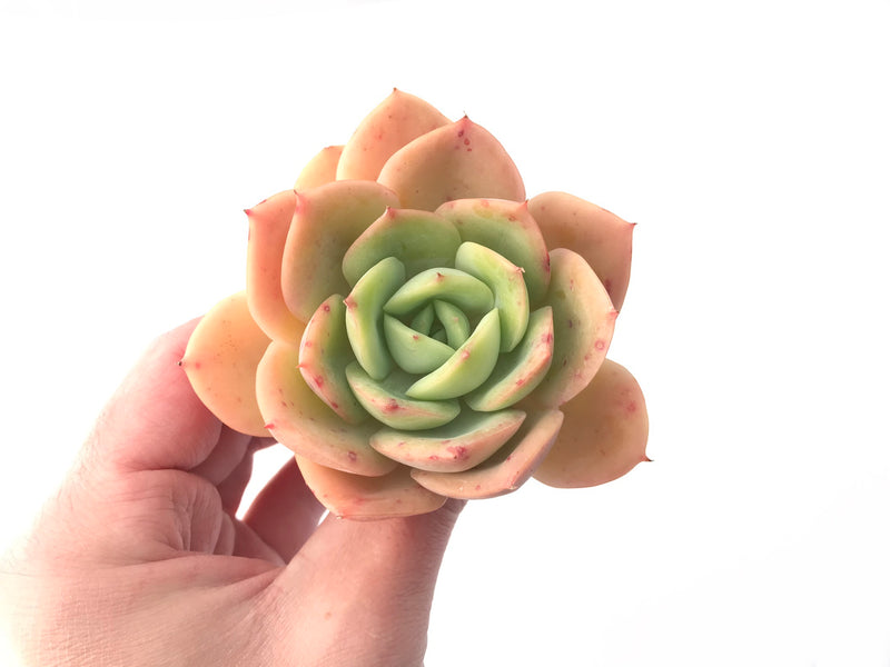 Echeveria 'Lemon Tree' 4" Succulent Plant