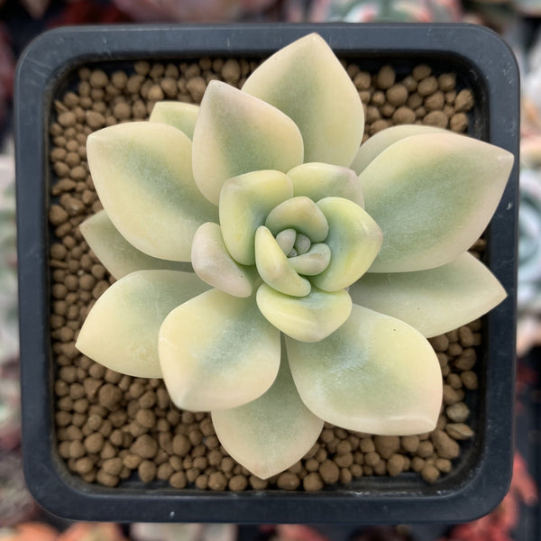 Graptoveria 'Grand Palace' Variegated 2" Succulent Plant